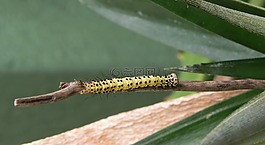 性質(zhì),野生動物,昆蟲
