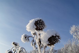 太陽(yáng)花,枯萎,凍結(jié)