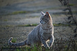 猫,鲭鱼,品种猫