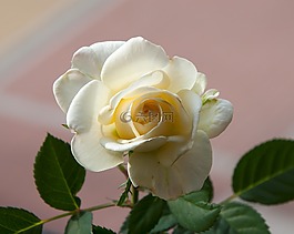 羅莎,花瓣,白玫瑰