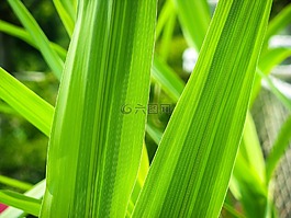 草,葉子,綠色