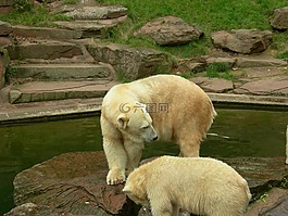 動(dòng)物園,動(dòng)物,白熊