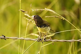 鳥,亞美尼亞,金迪奧