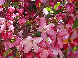 蘋果,開花,蘋果樹開花