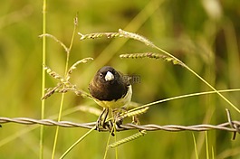 鳥,亞美尼亞,金迪奧