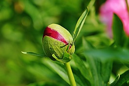 牡丹,芽,花