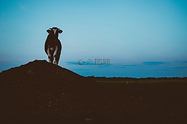 牛,動(dòng)物,農(nóng)場(chǎng)