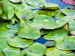 百合港口,自來水廠,池