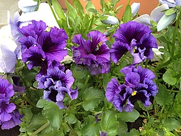 中提琴,潘茜,春季播種