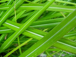 草,葉子,綠色