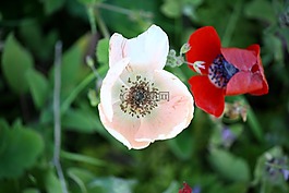 銀蓮花,花,開花