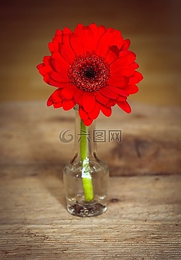 非洲菊,花,開花
