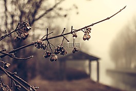花,冷,凍結(jié)