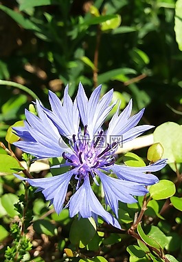 矢車菊,藍色,開花