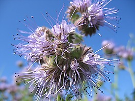 花,性質(zhì),植物