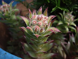 仙人掌,多汁,植物