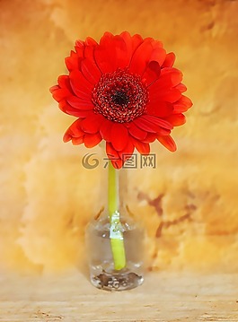花,朵紅色的花,非洲菊