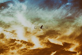 鳥,飛行,翅膀