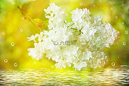 紫丁香,開花,白