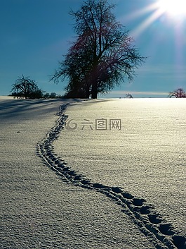 雪,冬天,太阳