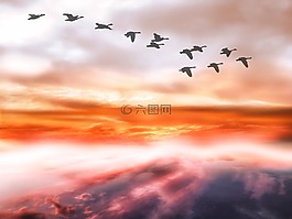 天空,云,鵝