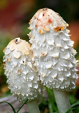 自然,花,植物區(qū)系