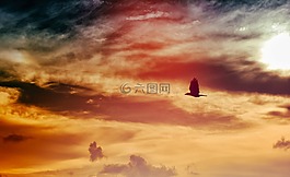 鳥,飛行,翅膀