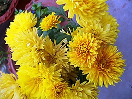 黃色,鮮花,束