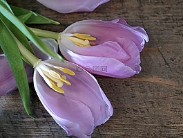 花,郁金香,雌蕊