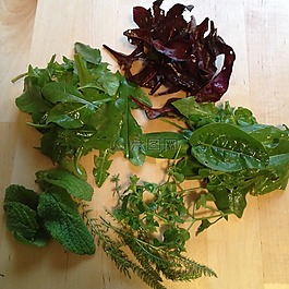 野生草藥,香草園,草藥