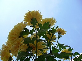 黃色,鮮花,植物區(qū)系