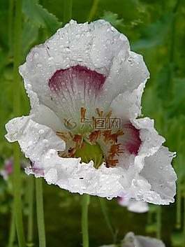 罂粟,鲜花,场