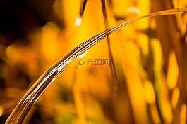 模糊,廠,秋季