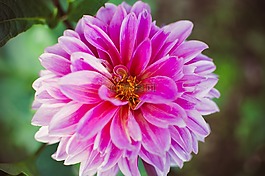 花,粉紅色,開花