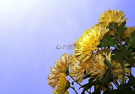 黃色,鮮花,植物區(qū)系