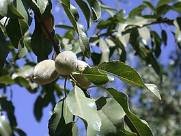 杏仁,樹(shù),農(nóng)業(yè)