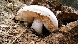 蘑菇,鵝膏菌,真菌