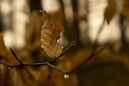 葉子,春天,科