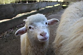 羔羊,羊,動(dòng)物