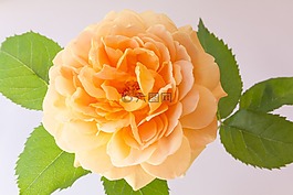 玫瑰,花,復合材料