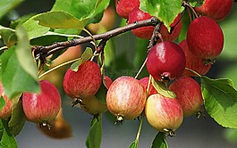水果,性質(zhì),蘋果