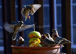 鳥,麻雀,蘋果