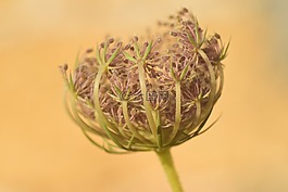 花,干,性質(zhì)