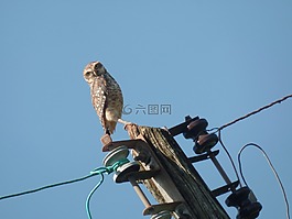 貓頭鷹,天空,動物