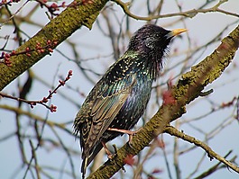 歐椋鳥,鳥,性質