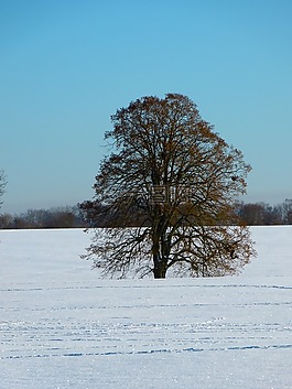 冬天,雪,景觀