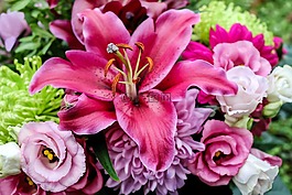 百合,花,开花
