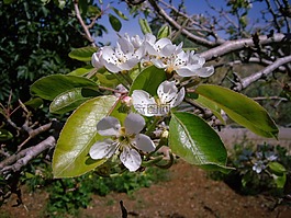 花,白色的花,白