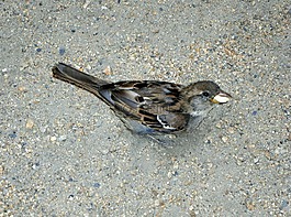 斯珀林,麻雀,鳥(niǎo)