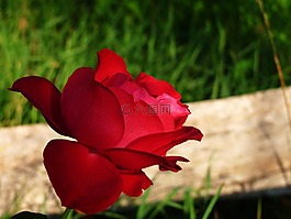 玫瑰,花,性質(zhì)